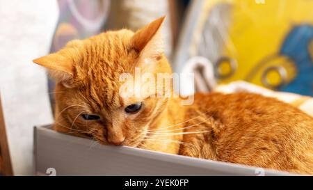 Un chat orange moelleux est confortablement allongé à l'intérieur d'une boîte à chaussures et regarde curieusement la caméra avec ses yeux brillants Banque D'Images