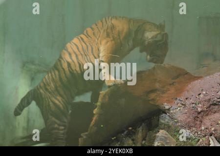 reflet d'un sumatrantiger debout sur un rocher observant les environs Banque D'Images