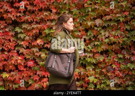 Londres, Royaume-Uni. 31 octobre 2024 les piétons passent devant l'exposition colorée de Virginia Creeper qui recouvre le mur de la citadelle de l'Amirauté dans Horse Guards Parade Credit. Amer Ghazzal/Alamy Live News Banque D'Images