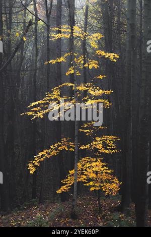 Un paysage forestier d'automne saisissant de feuillage jaune éclatant sur la forêt sombre et ombragée de Maspie Den, Falkland, Fife, Écosse. Banque D'Images