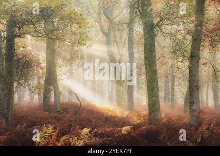 Les rayons du soleil dorés filtrent à travers les chênes européens brumeux (Quercus robur) dans une forêt forestière automnale sereine dans le Perthshire, en Écosse. Banque D'Images