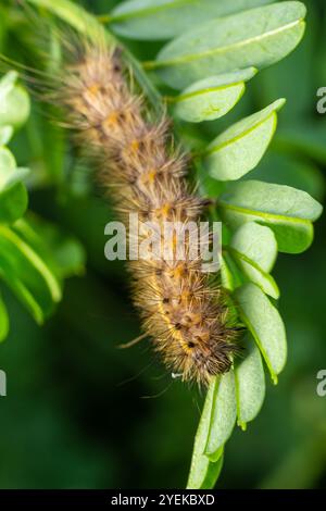 chenille poilue sur des feuilles vertes fraîches juteuses. chenille à fourrure sur fond flou doux. Banque D'Images