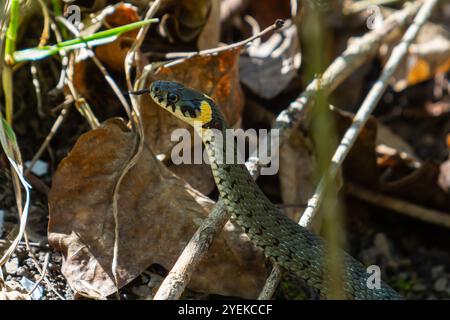 Le serpent d'herbe Natrix Natrix, parfois appelé serpent annelé ou serpent d'eau, est un serpent eurasien non venimeux. Temps d'accouplement au printemps dans la forêt Banque D'Images