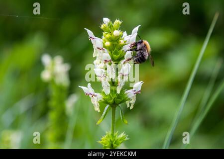 Bourdon assis sur une fleur de chardon, gros plan. Vue de face. Espèce Bombus. Banque D'Images