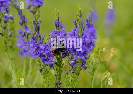 Bourdon assis sur une fleur de chardon, gros plan. Vue de face. Espèce Bombus. Banque D'Images