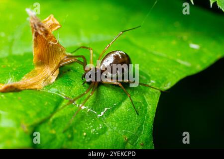 Araignée tisserand orbe à longue mâchoire Pachygnatha listeri. Banque D'Images