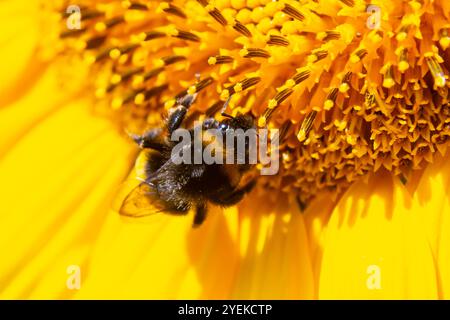 Bourdon assis sur une fleur de chardon, gros plan. Vue de face. Espèce Bombus. Banque D'Images