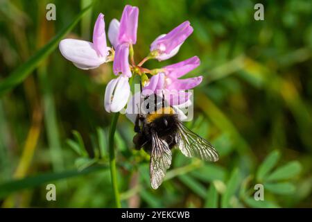 Bourdon assis sur une fleur de chardon, gros plan. Vue de face. Espèce Bombus. Banque D'Images