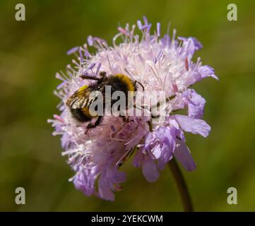 Bourdon assis sur une fleur de chardon, gros plan. Vue de face. Espèce Bombus. Banque D'Images