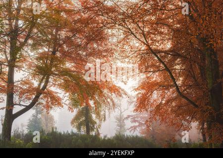 Le brouillard matinal éthéré entoure les hêtres européens (Fagus sylvatica) dans une forêt automnale sereine à Kinclaven, Perthshire, Écosse. Banque D'Images