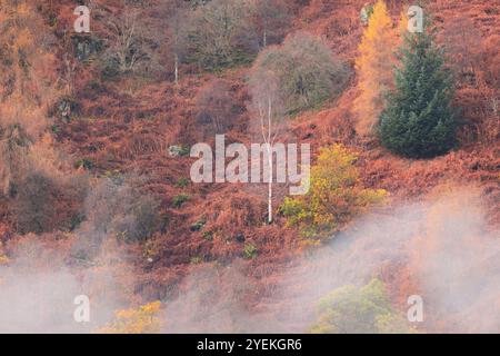Flanc de colline d'automne brumeux avec des arbres de saumon, bouleau et mélèze vibrants ajoutant de la couleur à une scène forestière sereine dans le Perthshire, en Écosse, au Royaume-Uni. Banque D'Images