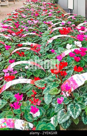 Cyclamen plantes d'hiver dans la croissance de fleurs dans des bacs de plantes en polystyrène imprimé des informations sur des sangles de transport en vente dans le centre de jardin Essex Angleterre Royaume-Uni Banque D'Images