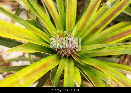 Plantation de culture d'ananas sur la croissance de fruits d'ananas vue rapprochée dans la maison verte Banque D'Images