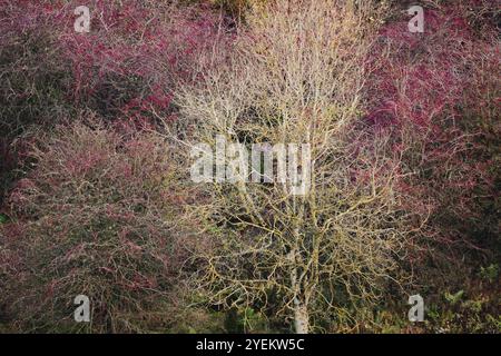 Une forêt sereine à Fife, en Écosse, affiche une tapisserie vibrante de couleurs automnales, avec un feuillage riche et des paysages forestiers tranquilles. Banque D'Images