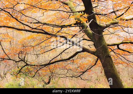 Une scène automnale vibrante à Fife, en Écosse, avec des feuilles orange ornant un arbre couvert de mousse, créant un paysage boisé tranquille et pittoresque. Banque D'Images