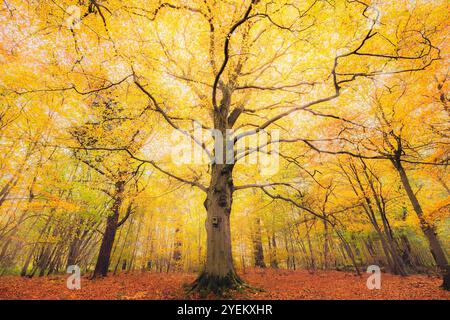 Un arbre majestueux avec des feuilles d'automne vibrantes forme une canopée dorée, créant une scène boisée sereine et pittoresque à Fife, en Écosse. Banque D'Images