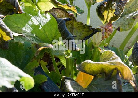 Feuilles givrées d'une courgette, courgette, plante. Banque D'Images