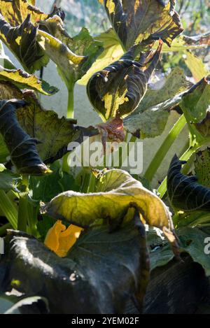 Feuilles givrées d'une courgette, courgette, plante. Banque D'Images