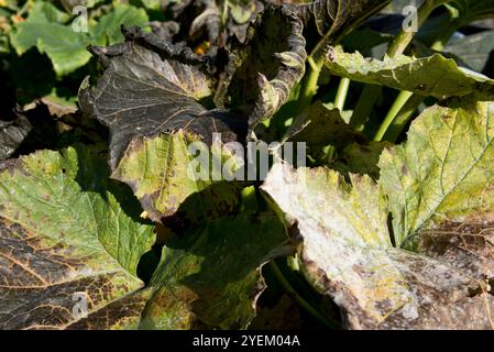 Feuilles givrées d'une courgette, courgette, plante. Banque D'Images