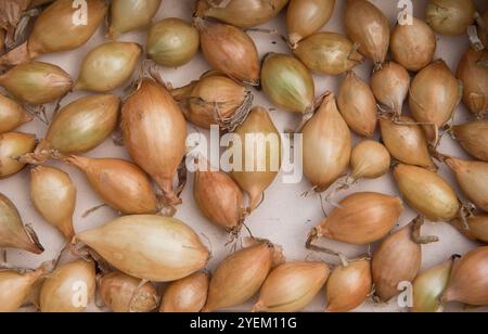 Senshyu jaune sur les ensembles d'oignons d'hivernage avant la plantation Banque D'Images