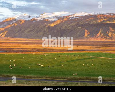 Moutons en pâturage, lumière chaude au coucher du soleil, vue sur les prairies jusqu'au glacier Eyjafjallajökull, vallée de Fljotsdalur, Islande Banque D'Images