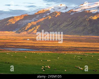 Moutons en pâturage, lumière chaude au coucher du soleil, vue sur les prairies jusqu'au glacier Eyjafjallajökull, vallée de Fljotsdalur, Islande Banque D'Images