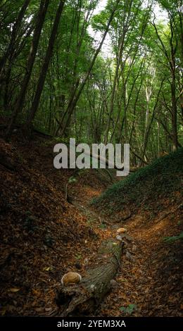 Vallée brun clair dans la forêt, baignée de lumière du soleil, avec des bûches d'arbres ornées de mousse verte luxuriante. Banque D'Images