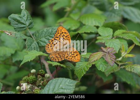 Mâle fritillaire lavé à l'argent - Argynnis paphia Banque D'Images