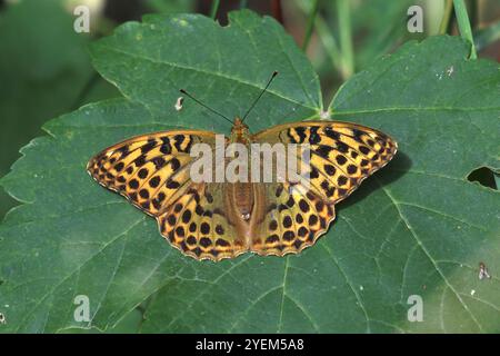 Femelle fritillaire lavée à l'argent - Argynnis paphia Banque D'Images