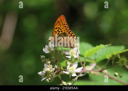 Mâle fritillaire lavé à l'argent - Argynnis paphia Banque D'Images