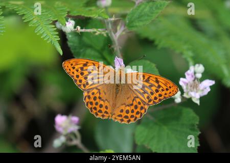 Mâle fritillaire lavé à l'argent - Argynnis paphia Banque D'Images