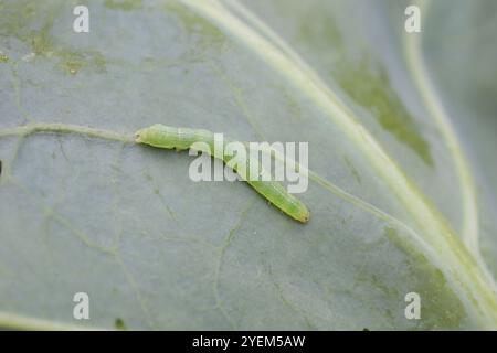 Petite chenille papillon blanc sur feuille de Brassica - Pieris rapae Banque D'Images