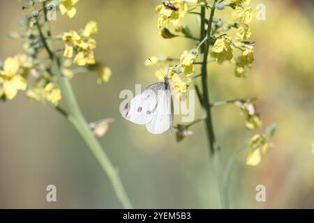 Petite femelle papillon blanc - Pieris rapae Banque D'Images