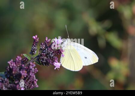 Petite femelle papillon blanc - Pieris rapae Banque D'Images