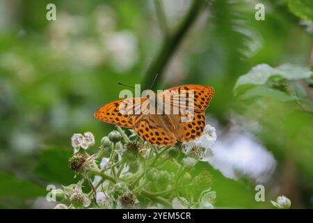 Mâle fritillaire lavé à l'argent - Argynnis paphia Banque D'Images