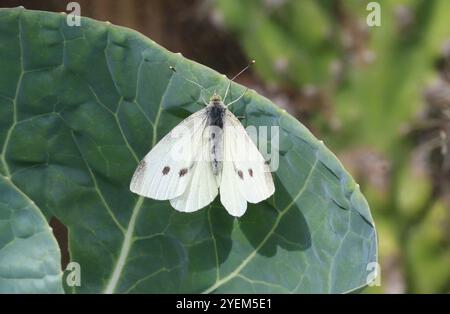 Petite femelle papillon blanc sur feuille de Brassica - Pieris rapae Banque D'Images