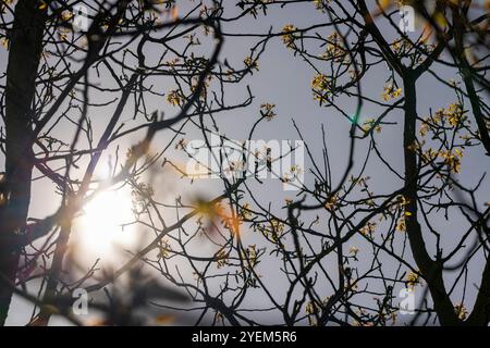 feuillage et fleurs de noyer , branches avec feuillage et fleurs de noyer sur un ciel, gros plan Banque D'Images