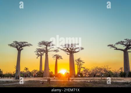 Morondava, Madagascar - 26 août 2024 : touristes et habitants se rassemblent pour prendre des photos ou jouer autour des baobabs sur l'avenue des baobabs pendant Banque D'Images