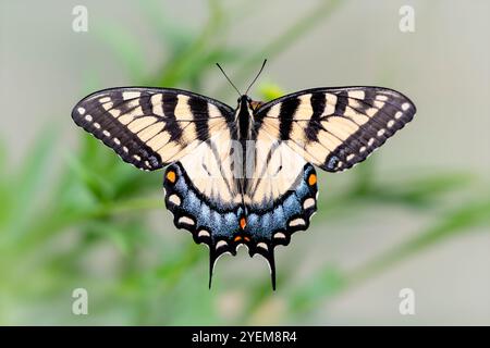 Macro d'une queue-aronde de tigre de l'est (papilio glaucus) - vue de dessus avec les ailes déployées ouvertes Banque D'Images