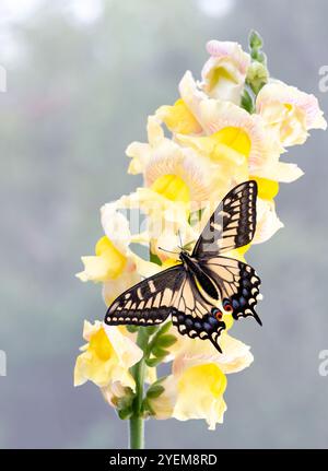 Macro d'un papillon Anise Swallowtail (papilio zelicaon) reposant sur la fleur jaune de snapdragon - avec les ailes ouvertes Banque D'Images