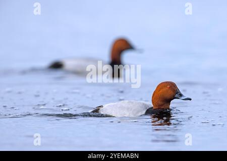 Deux pochards communs / pochard européen (Aythya farina / Anas ferina) mâles nageant dans l'étang Banque D'Images