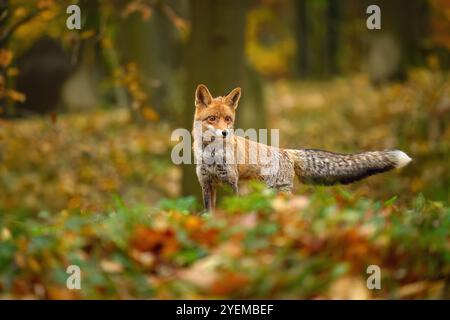 Renard se déplaçant dans la nature automnale. Banque D'Images