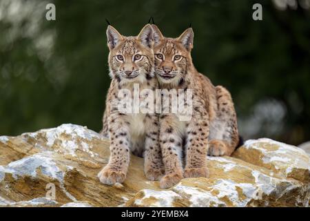 Photographier d'adorables lynx eurasiens. Banque D'Images