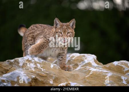 Photographier d'adorables lynx eurasiens. Banque D'Images