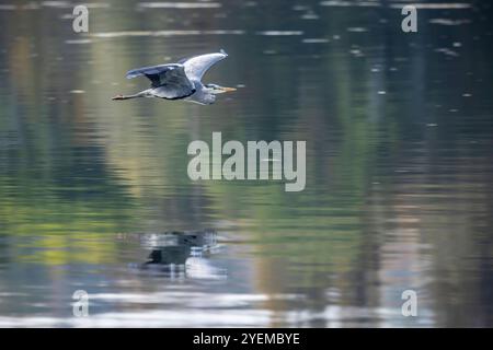 Graureiher Ardea cinerea, Fischreiher im Flug über den Max-Eyth-See in Stuttgart im Herbst. DAS Gewässer ist ein künstlich angelegter See direkt am Neckar, am Fuße von Weinbergen zwischen Mühlhausen und Hofen gelegen. // 30.10.2024, Stuttgart, Bade-Württemberg, Deutschland *** Heron gris Ardea cinerea , héron en vol au-dessus du lac Max Eyth à Stuttgart en automne le lac est un lac artificiel directement sur le Neckar, au pied des vignobles entre Mühlhausen et Hofen 30 10 2024, Stuttgart, Bade-Württemberg, Allemagne Banque D'Images