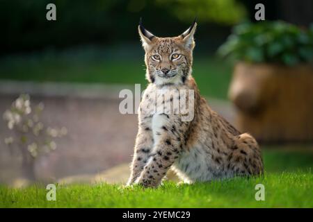 Photographier d'adorables lynx eurasiens. Banque D'Images