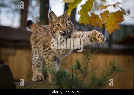 Photographier d'adorables lynx eurasiens. Banque D'Images