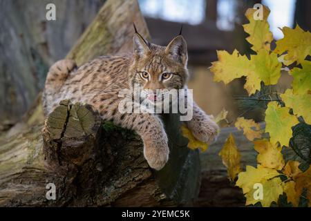 Photographier d'adorables lynx eurasiens. Banque D'Images