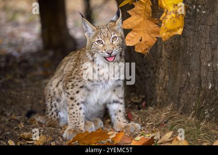 Photographier d'adorables lynx eurasiens. Banque D'Images