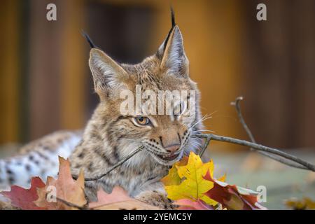 Photographier d'adorables lynx eurasiens. Banque D'Images